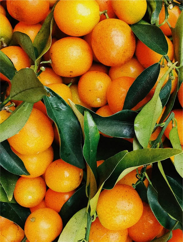 All-In-One Facial Oil